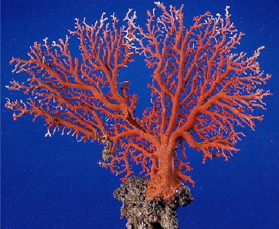 赤珊瑚