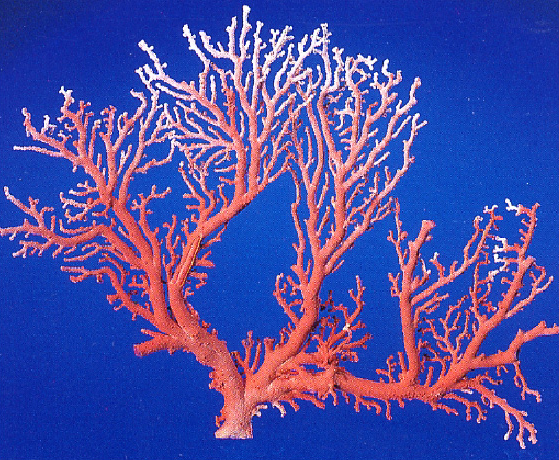 宝石珊瑚について | 日本珊瑚商工協同組合