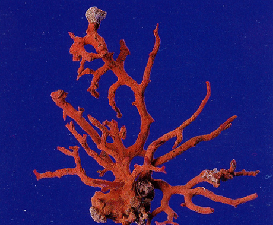 地中海珊瑚